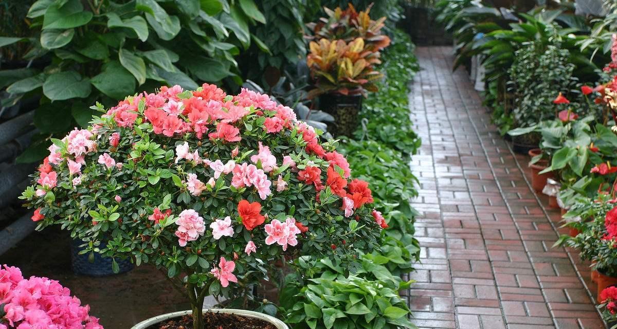 如何养好茶花？（掌握这些技巧让您的茶花常开不败）