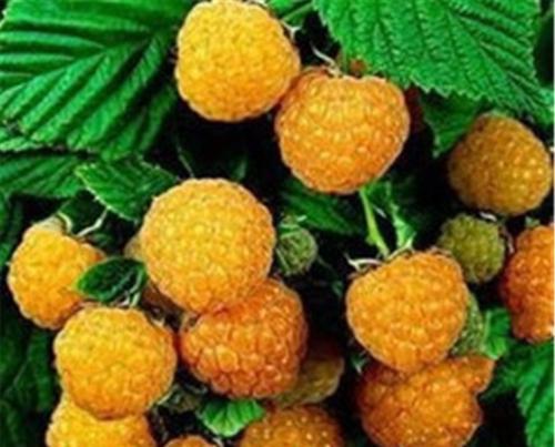 覆盆子的种植方法与技巧（一步步教你种出丰硕的覆盆子果实）