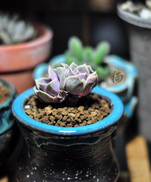 如何养护多肉紫珍珠？（多肉植物爱好者必读！——从养殖方法到注意事项全面解析）