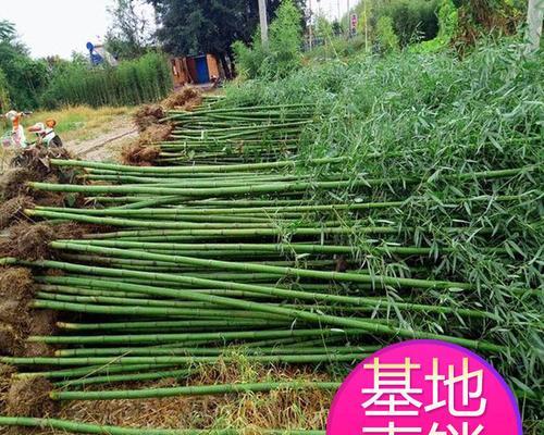 如何成功种植毛竹（从选址到管理，全面指导毛竹种植技巧）