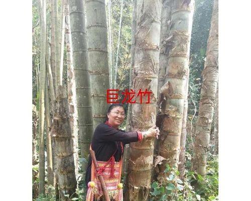 如何成功种植毛竹（从选址到管理，全面指导毛竹种植技巧）