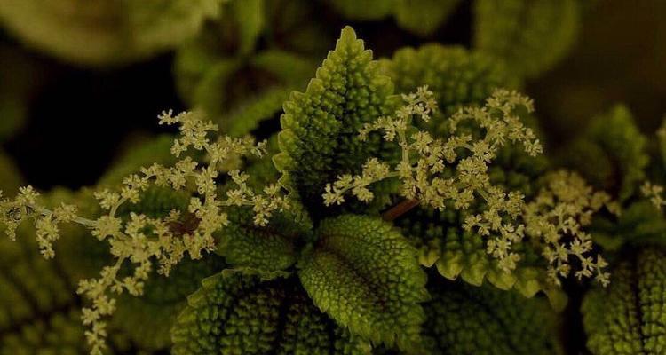 荨麻属与其所属科的介绍（了解荨麻属，探寻植物王国的奥秘）