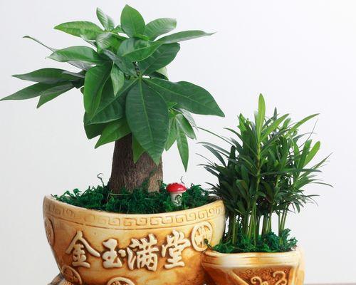 聚财型发财树的养护技巧（如何让你的发财树茁壮成长）
