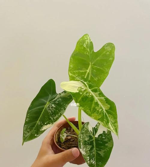 绿天鹅绒海芋的养殖技巧（打造美丽而繁盛的绿色空间）