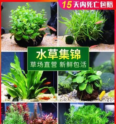 红波水草的养殖方法（打造水族箱中的美丽风景——红波水草的养护技巧）