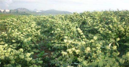金银花的种植与护理（从选址到收获，打造健康生态园）