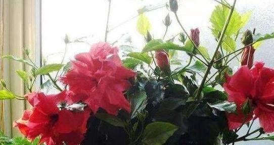 如何解决扶桑花叶子发黄问题?(扶桑花叶子黄化的原因及治疗方法)