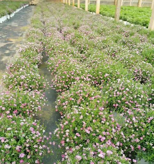 如何正确种植满天星？（时间、土壤、光照、水分等关键技巧，让你轻松驾驭满天星。）