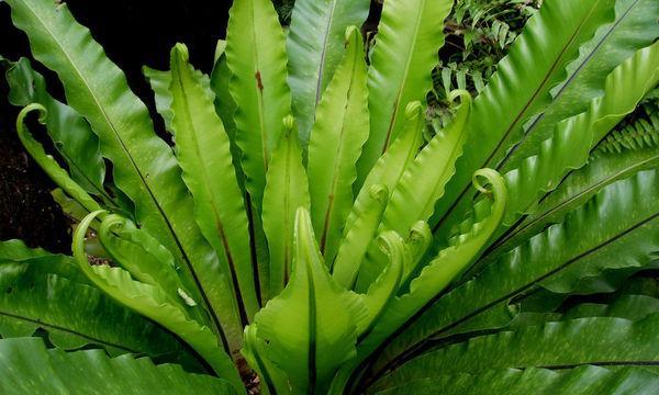 情人草蕨类植物的养护（打造情人草蕨类植物的绿色小天地）