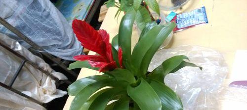 常见花品种图片及花名大全（探索美丽世界，领略百花齐放）
