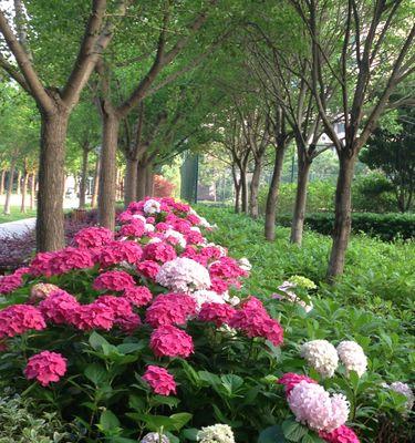 绣球花的花期及生长特点（从春至秋，绣球花缤纷绽放；欣赏绣球花，先了解其生长特点）