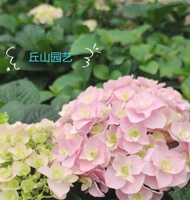 绣球花的花期及生长特点（从春至秋，绣球花缤纷绽放；欣赏绣球花，先了解其生长特点）