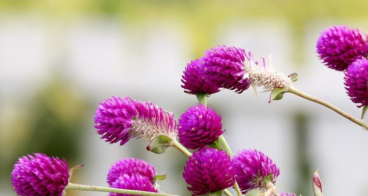 秋天盛开的花（秋季花海，五彩缤纷）
