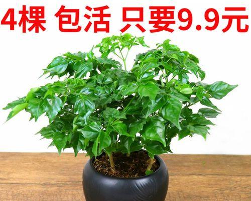 幸福树的养护技巧（打造幸福满满的家庭氛围）