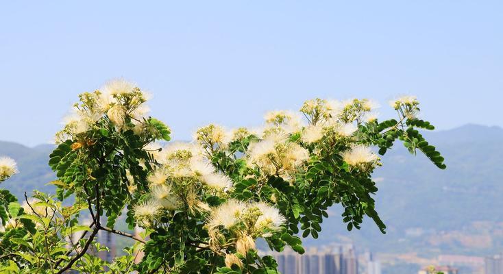 银合欢花语与传说（探寻银合欢的神秘与美丽）