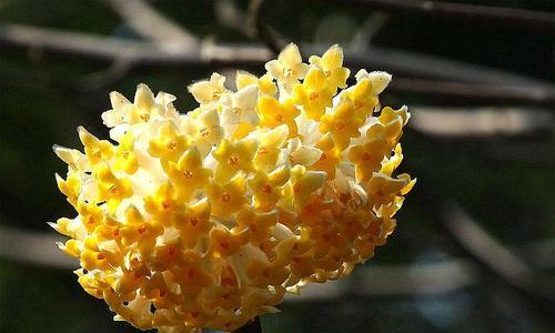 瑞香花的花语与意义（揭秘瑞香花的背后含义）