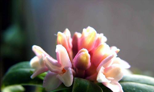 瑞香花的花语与意义（揭秘瑞香花的背后含义）