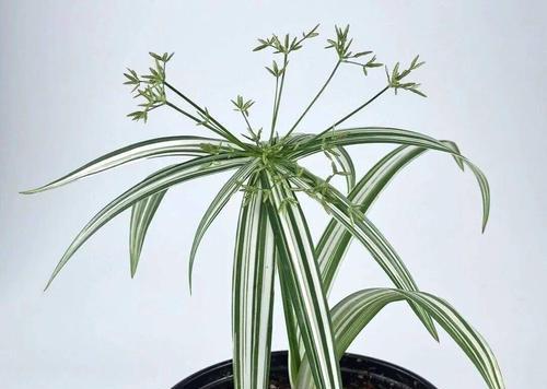 三轮草花语