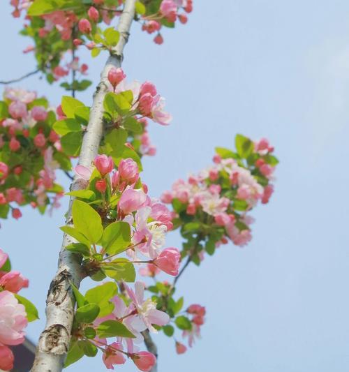 探究海棠花的花语与传说(传承千年的美丽传说和文化象征)
