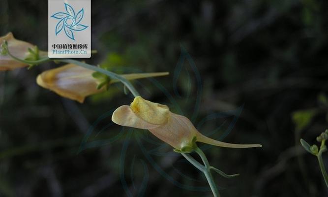 柳穿鱼的花语及文化背景（探究中国传统文化中柳穿鱼的象征意义）