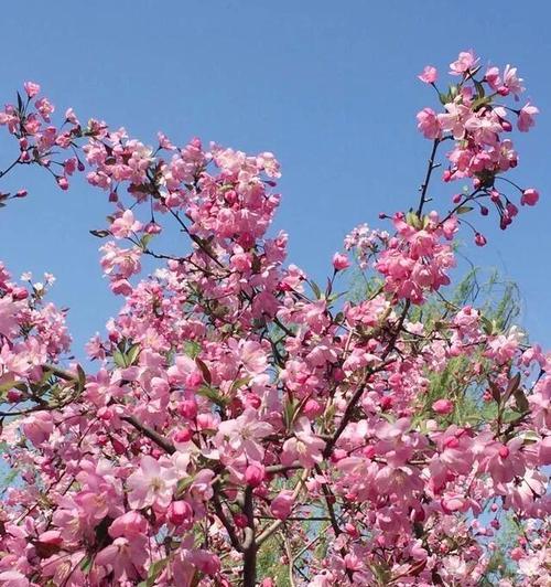 垂丝海棠花语（领略爱情与美的妙语）
