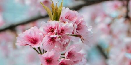 樱花的花语及寓意（送给TA，传递真挚情感）