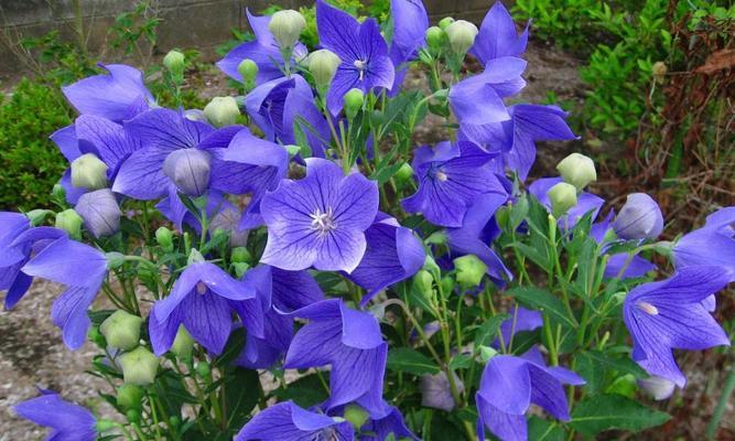 了解桔梗花语（探讨桔梗花语的起源、含义和应用）