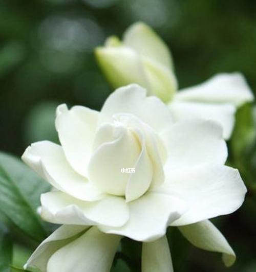 栀子花真正的花语是什么？（从传统文化到现代心理，探究栀子花的含义）