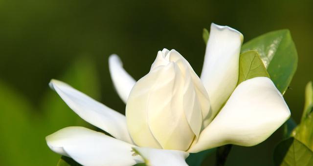 栀子花真正的花语是什么？（从传统文化到现代心理，探究栀子花的含义）