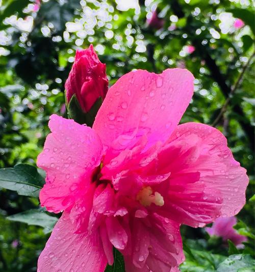 木槿花的花语和象征意义(探寻花海中的深意)