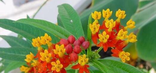 马利筋花语（从花语的由来到鲜花文化的发展）