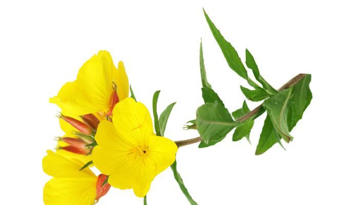 探秘月见草的花语（揭秘月见草的意义与象征，掌握花语的含义）