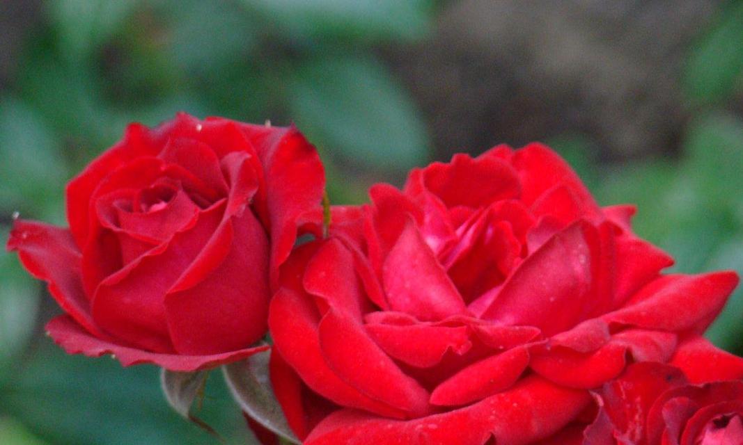 两朵玫瑰的含义（传递爱和感激之情）