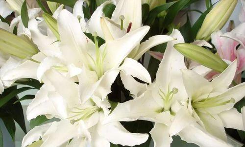 百合花的意义与象征（解读百合花的文化内涵）