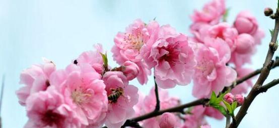 樱花花语的深层含义(探寻樱花背后的情感世界)