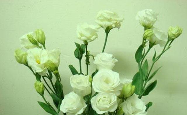 洋桔梗的花语(以白色花朵为主题)