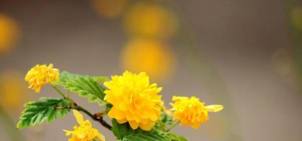 重瓣棣棠花花语的深刻寓意（探秘重瓣棣棠花的八大花语）