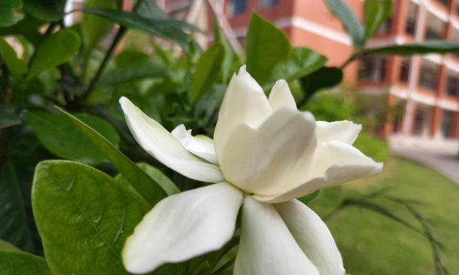 栀子花传说（探索栀子花的文化意义与神话传说）