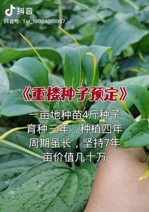 如何成功育苗花种子？（掌握8个技巧，让你的花儿生根发芽）