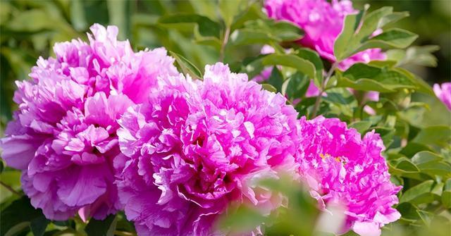 牡丹盛放时节（探秘牡丹花的开放时间及相关习俗）
