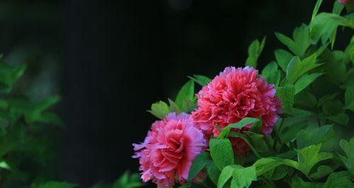 牡丹盛放时节（探秘牡丹花的开放时间及相关习俗）