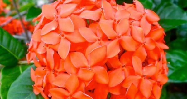 仙丹花为什么烂根？——探究仙丹花烂根的原因（水分、土质、气候等因素，揭秘仙丹花烂根背后的真相）