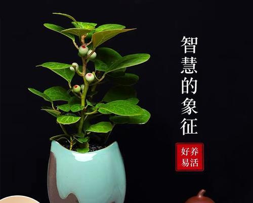 菩提树的养护技巧（从种植到养护，让菩提树长得更好）