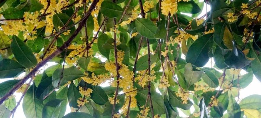 探寻世界上最名贵最香的桂花树（品味香气芬芳，体验自然之美）