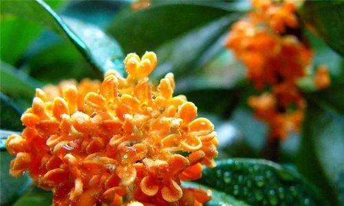 探寻世界上最名贵最香的桂花树（品味香气芬芳，体验自然之美）
