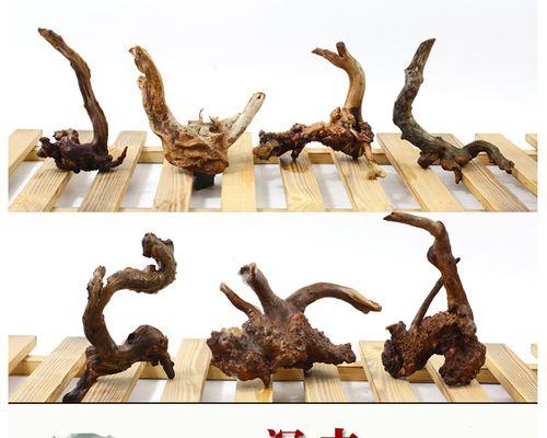 如何处理杜鹃根，让其轻松下缸（种植爱好者必备）