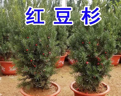红豆杉盆栽养殖方法（详解红豆杉的养护技巧与注意事项）