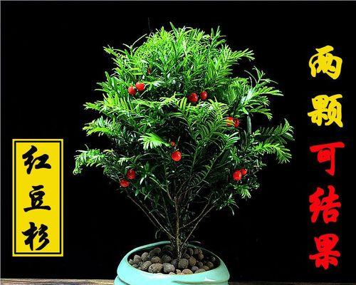 红豆杉盆栽养殖方法（详解红豆杉的养护技巧与注意事项）