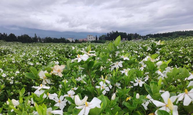 如何养植栀子花开洁白芳香？（栀子花的养殖技巧、施肥方法及注意事项）