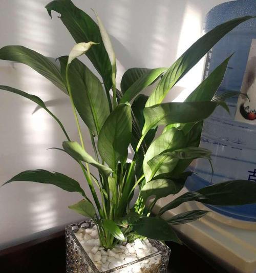 白掌养殖指南（如何成功种植健康的白掌）